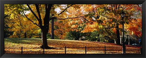 Framed Trees in a forest, Central Park, Manhattan, New York City, New York, USA Print