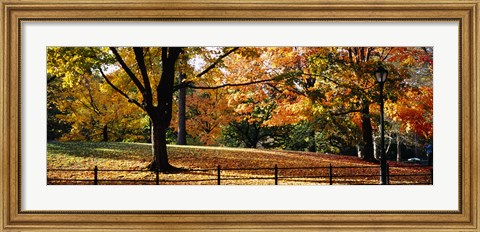 Framed Trees in a forest, Central Park, Manhattan, New York City, New York, USA Print