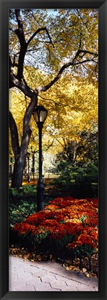 Framed Lamppost in a park, Central Park, Manhattan, New York City, New York, USA Print