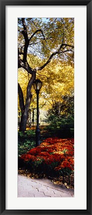 Framed Lamppost in a park, Central Park, Manhattan, New York City, New York, USA Print