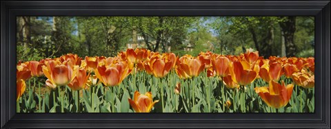Framed Sherwood Gardens Tulips, Baltimore, Maryland Print