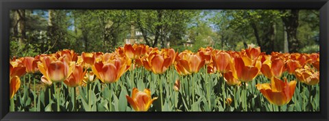 Framed Sherwood Gardens Tulips, Baltimore, Maryland Print