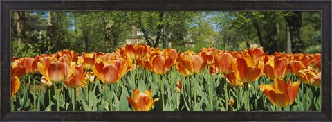 Framed Sherwood Gardens Tulips, Baltimore, Maryland Print