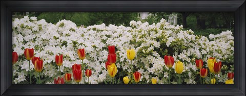 Framed Flowers in a garden, Sherwood Gardens, Baltimore, Maryland, USA Print
