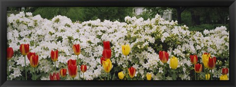 Framed Flowers in a garden, Sherwood Gardens, Baltimore, Maryland, USA Print