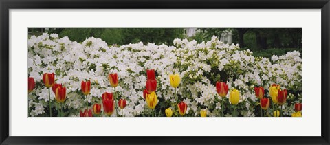 Framed Flowers in a garden, Sherwood Gardens, Baltimore, Maryland, USA Print