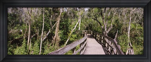 Framed Boardwalk passing through a forest, Lettuce Lake Park, Tampa, Hillsborough County, Florida, USA Print
