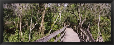 Framed Boardwalk passing through a forest, Lettuce Lake Park, Tampa, Hillsborough County, Florida, USA Print