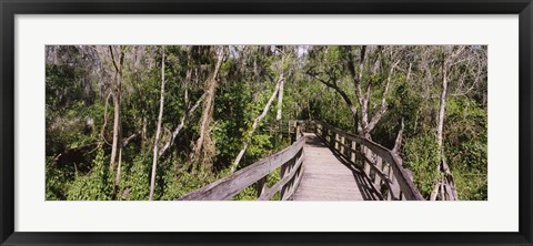 Framed Boardwalk passing through a forest, Lettuce Lake Park, Tampa, Hillsborough County, Florida, USA Print