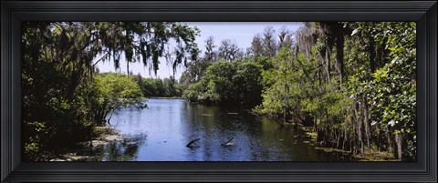 Framed River passing through a forest, Hillsborough River, Lettuce Lake Park, Tampa, Hillsborough County, Florida, USA Print