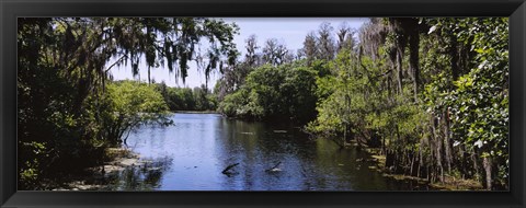 Framed River passing through a forest, Hillsborough River, Lettuce Lake Park, Tampa, Hillsborough County, Florida, USA Print