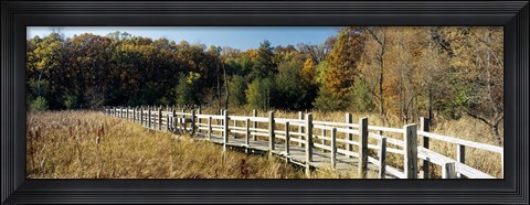 Framed Boardwalk passing through a forest, University of Wisconsin Arboretum, Madison, Dane County, Wisconsin, USA Print