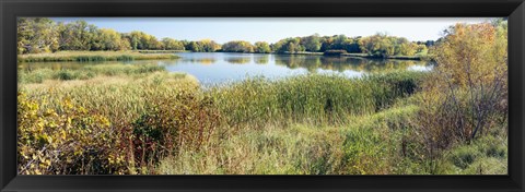 Framed Reflection of trees in water, Odana Hills Golf Course, Madison, Dane County, Wisconsin, USA Print