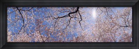Framed Low angle view of Cherry Blossom trees, Washington DC, USA Print