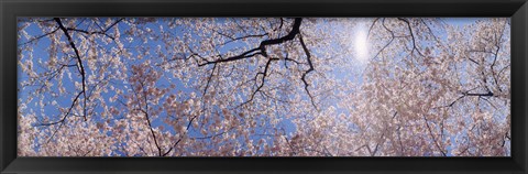 Framed Low angle view of Cherry Blossom trees, Washington DC, USA Print