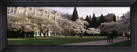 Framed University of Washington, Seattle, King County, Washington State Print