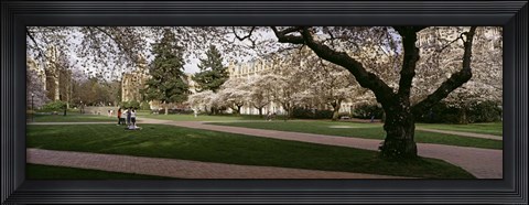 Framed Cherry trees in the quad of a university, University of Washington, Seattle, Washington State Print