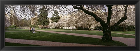 Framed Cherry trees in the quad of a university, University of Washington, Seattle, Washington State Print