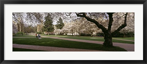 Framed Cherry trees in the quad of a university, University of Washington, Seattle, Washington State Print