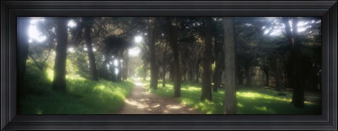 Framed Footpath passing through a park, The Presidio, San Francisco, California, USA Print