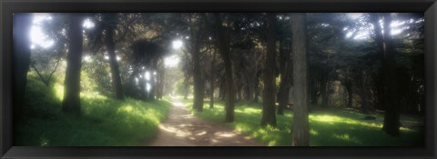 Framed Footpath passing through a park, The Presidio, San Francisco, California, USA Print