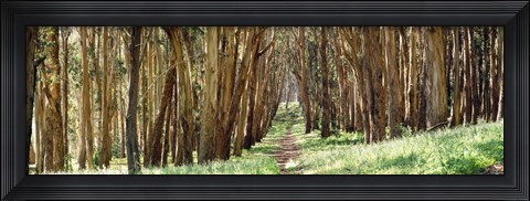 Framed Walkway passing through a forest, The Presidio, San Francisco, California, USA Print
