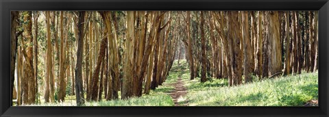 Framed Walkway passing through a forest, The Presidio, San Francisco, California, USA Print