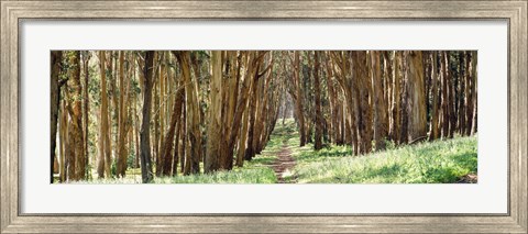 Framed Walkway passing through a forest, The Presidio, San Francisco, California, USA Print