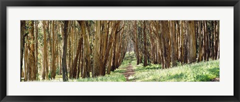 Framed Walkway passing through a forest, The Presidio, San Francisco, California, USA Print