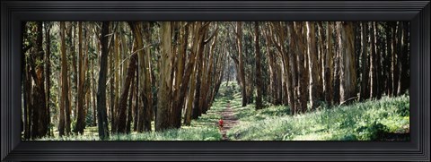 Framed Woman walking on a path in a park, The Presidio, San Francisco, California, USA Print