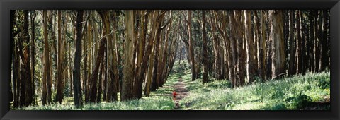 Framed Woman walking on a path in a park, The Presidio, San Francisco, California, USA Print