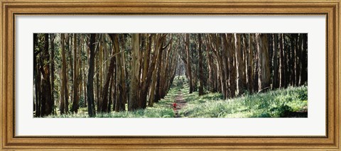 Framed Woman walking on a path in a park, The Presidio, San Francisco, California, USA Print