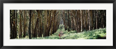 Framed Woman walking on a path in a park, The Presidio, San Francisco, California, USA Print