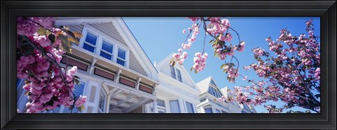 Framed Low angle view of Cherry Blossom flowers in front of buildings, San Francisco, California, USA Print