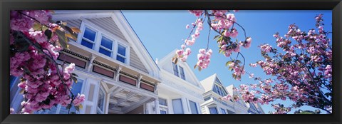 Framed Low angle view of Cherry Blossom flowers in front of buildings, San Francisco, California, USA Print