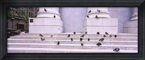Framed Flock of pigeons on steps, San Francisco, California, USA Print