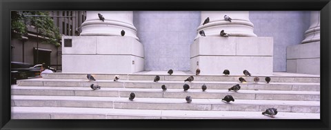 Framed Flock of pigeons on steps, San Francisco, California, USA Print