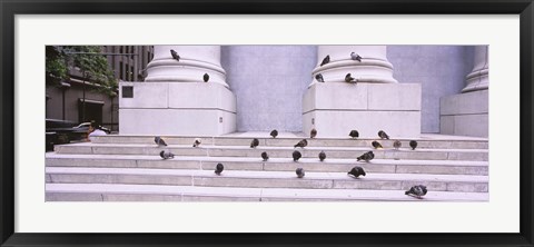 Framed Flock of pigeons on steps, San Francisco, California, USA Print