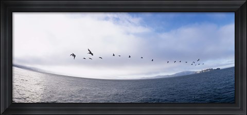 Framed Pelicans flying over the sea, Alcatraz, San Francisco, California, USA Print
