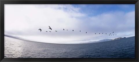 Framed Pelicans flying over the sea, Alcatraz, San Francisco, California, USA Print