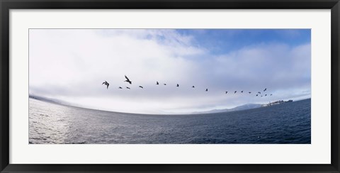 Framed Pelicans flying over the sea, Alcatraz, San Francisco, California, USA Print