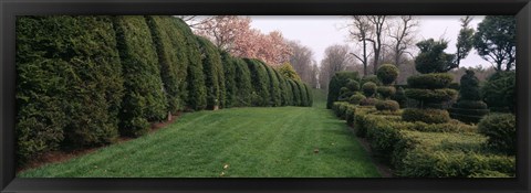 Framed Hedge in a formal garden, Ladew Topiary Gardens, Monkton, Baltimore County, Maryland Print