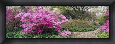 Framed Azalea flowers in a garden, Garden of Eden, Ladew Topiary Gardens, Monkton, Baltimore County, Maryland, USA Print