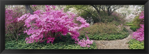 Framed Azalea flowers in a garden, Garden of Eden, Ladew Topiary Gardens, Monkton, Baltimore County, Maryland, USA Print