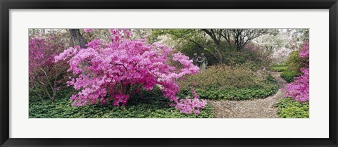 Framed Azalea flowers in a garden, Garden of Eden, Ladew Topiary Gardens, Monkton, Baltimore County, Maryland, USA Print