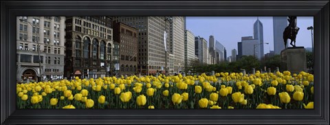 Framed Tulip flowers in a park with buildings in the background, Grant Park, South Michigan Avenue, Chicago, Cook County, Illinois, USA Print
