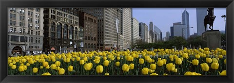 Framed Tulip flowers in a park with buildings in the background, Grant Park, South Michigan Avenue, Chicago, Cook County, Illinois, USA Print