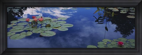 Framed Water lilies in a pond, Denver Botanic Gardens, Denver, Denver County, Colorado, USA Print