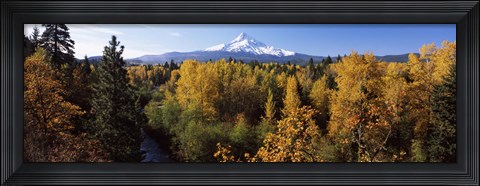 Framed Cottonwood trees in a forest, Mt Hood, Hood River, Mt. Hood National Forest, Oregon, USA Print