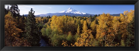 Framed Cottonwood trees in a forest, Mt Hood, Hood River, Mt. Hood National Forest, Oregon, USA Print